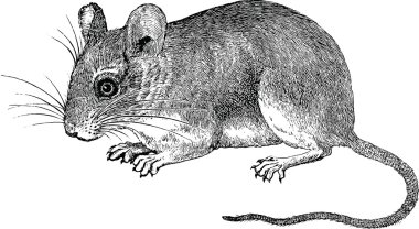 Vintage clipart chinchilla