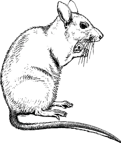Винтажная клипартовая мышь — стоковое фото