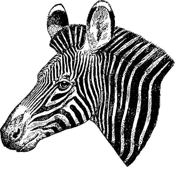 Вінтажний малюнок зебра голова — стокове фото