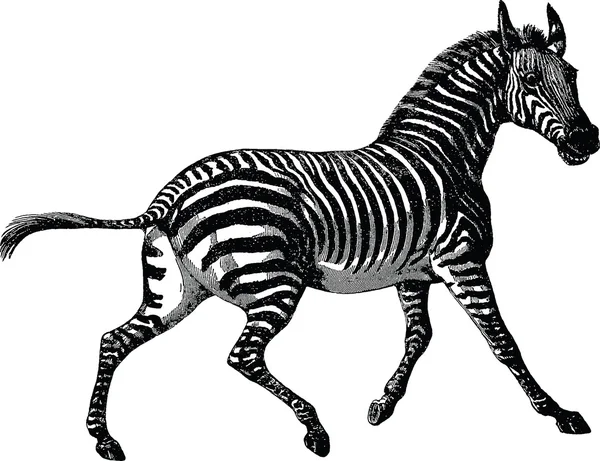 Vintage picture zebra — Stock Photo, Image