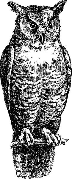 Vintage image owl — Stock Photo, Image