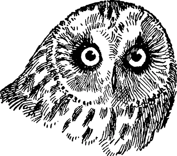 Vintage image owl's head — Stock Photo, Image
