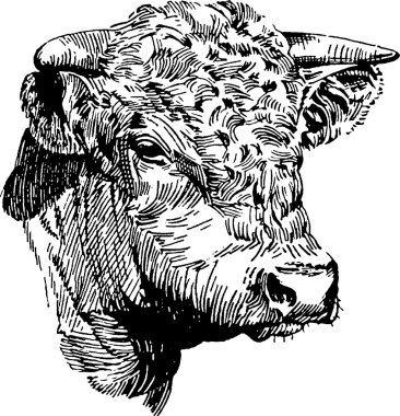 Vintage görüntü boğa başı