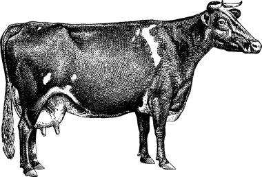 Vintage görüntü inek
