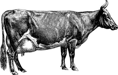 Vintage görüntü inek