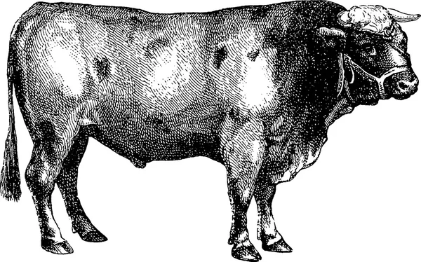 Марочні зображення бика — стокове фото