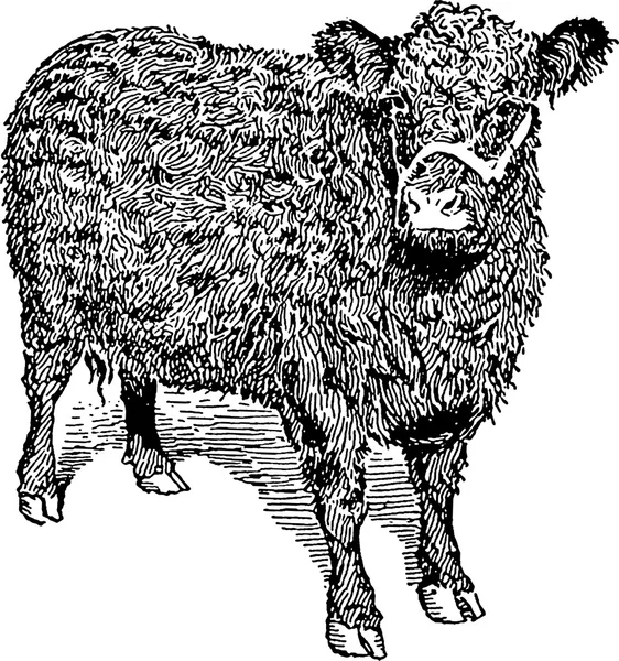 Vintage image galloway cow — Stock Photo, Image