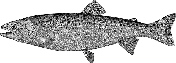 Vintage image fish trout salmon — Stock Photo, Image