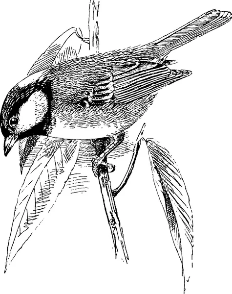 Vintage εικόνα πτηνό σε κλαδί — Φωτογραφία Αρχείου
