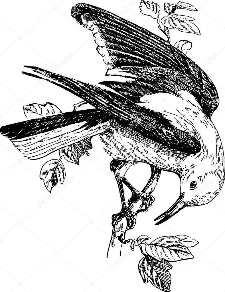 Vintage image bird on a branch