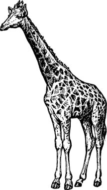 Vintage image giraffe clipart