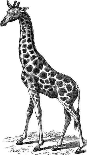 Image vintage girafe — Photo