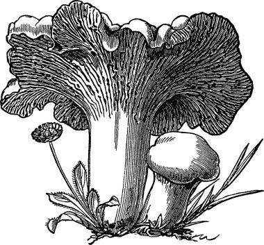 Vintage görüntü mantar