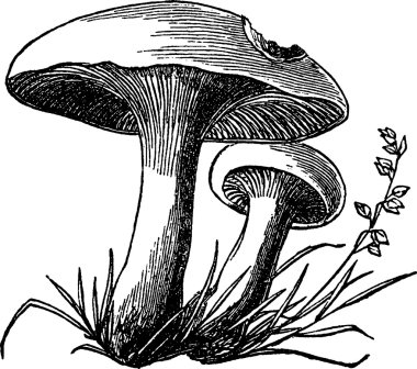 Vintage görüntü mantar