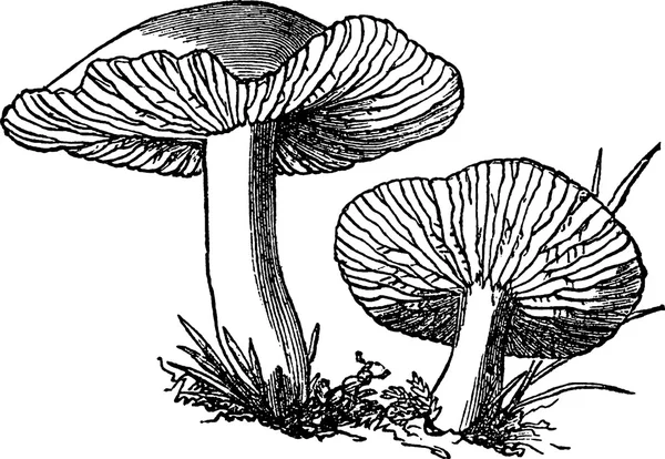 Марочні зображення гриби — стокове фото