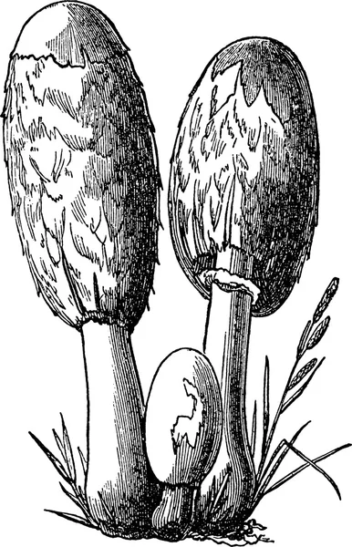 Винтажные грибы — стоковое фото
