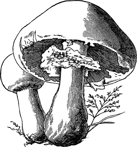 Vintage image mushrooms — Stock Photo, Image