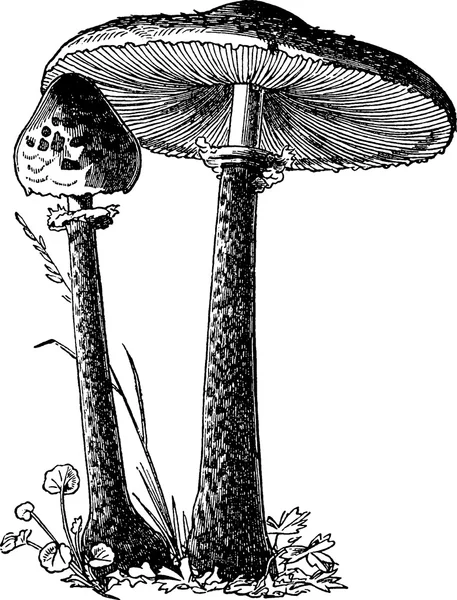 Vintage afbeelding paddestoelen — Stockfoto