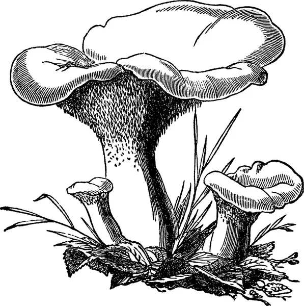Винтажные грибы — стоковое фото