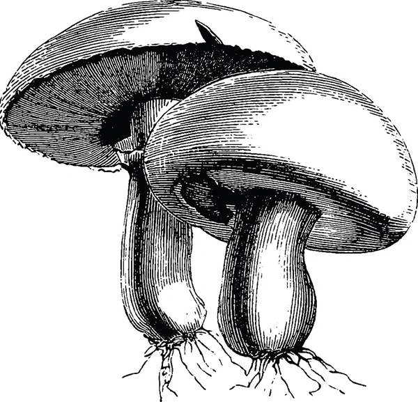 Vintage afbeelding paddestoelen — Stockfoto