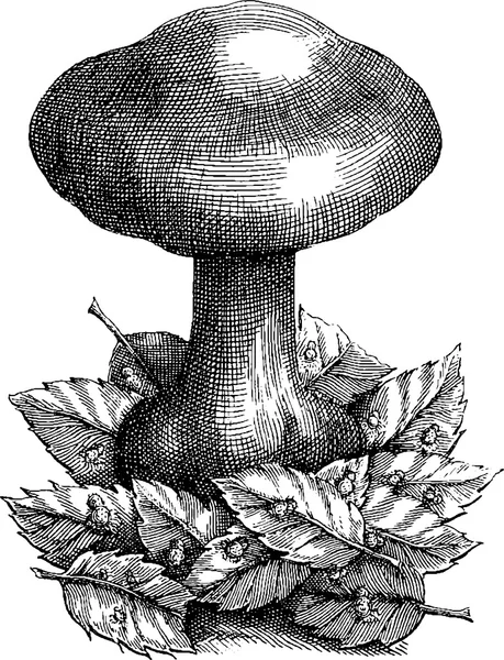 Image vintage champignon — Photo