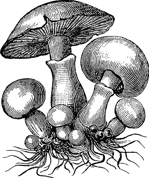 Cogumelos imagem vintage — Fotografia de Stock