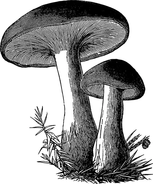 Vintage image mushrooms — Stock Photo, Image