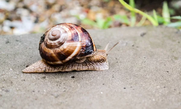 Snail is crawling — Stock Photo, Image