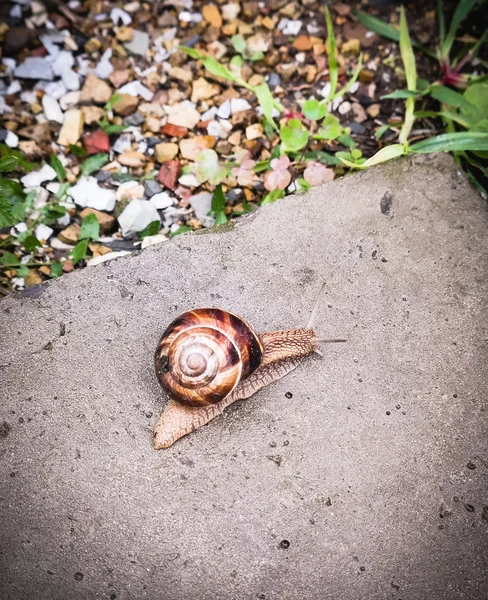 Schnecke kriecht auf dem Gehweg — Stockfoto