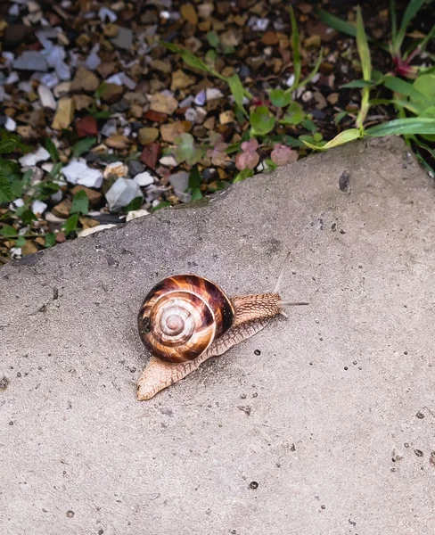 Grande caracol rastejando em uma superfície pedregosa — Fotografia de Stock