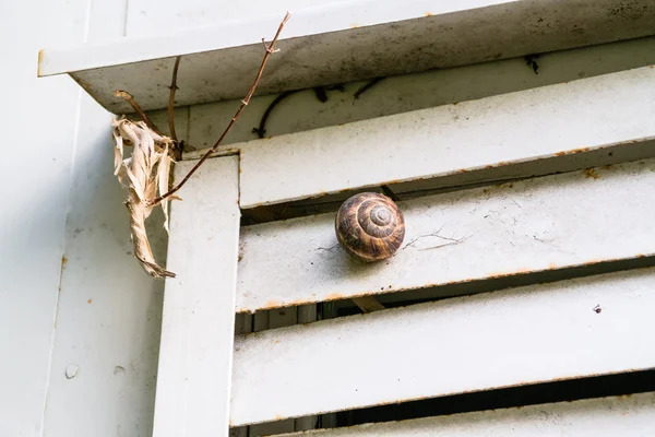 Caracol de jardim comum em uma parede áspera — Fotografia de Stock