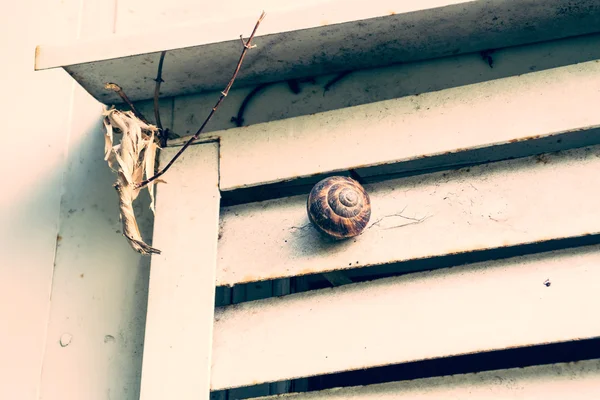 Common garden snail on a rough wall — Stock Photo, Image