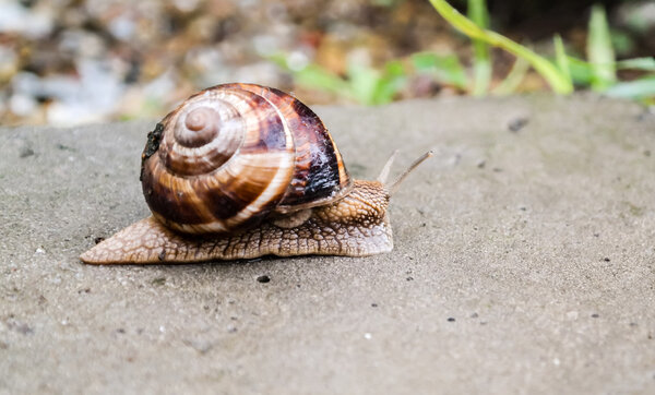 Big snail crawling on a stony surface