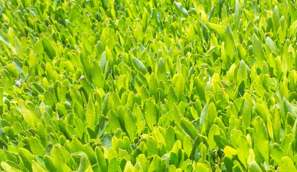 Chá verde está crescendo — Fotografia de Stock