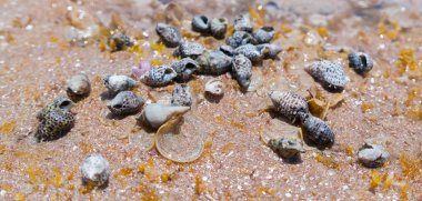 Küçük Afrikalı kabukları