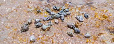 Küçük Afrikalı kabukları