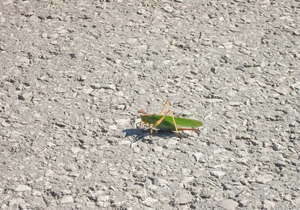 Big green grasshopper — Stock Photo, Image