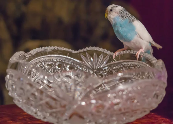 Badgie azul senta-se em um vaso de cristal — Fotografia de Stock