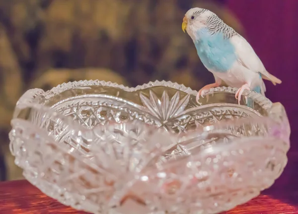 Badgie azul senta-se em um vaso de cristal — Fotografia de Stock