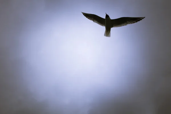 Чайка летит в небе — стоковое фото