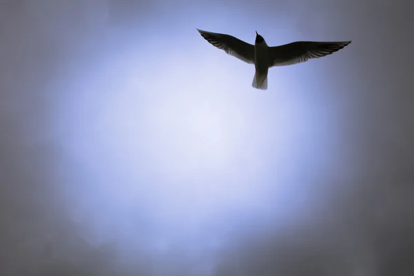 空を飛ぶカモメ — ストック写真