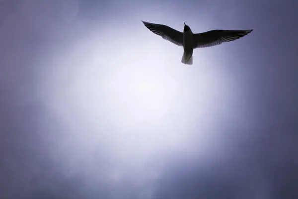 海鸥在空中飞翔 — 图库照片