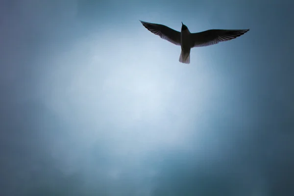 Seagull flying in the sky — Stock Photo, Image