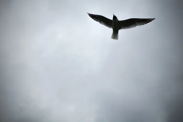 Martı gökyüzünde uçuyor. — Stok fotoğraf