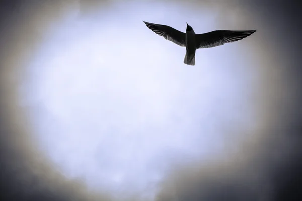 Seagull flying in the sky — Stock Photo, Image