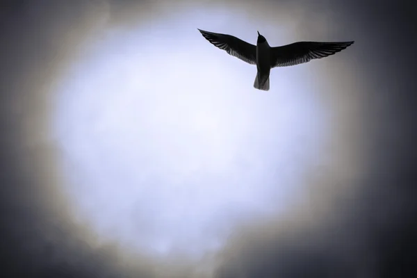 Gaivota voando no céu — Fotografia de Stock