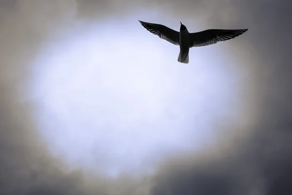 Seagull flying in the sky — Stock Photo, Image