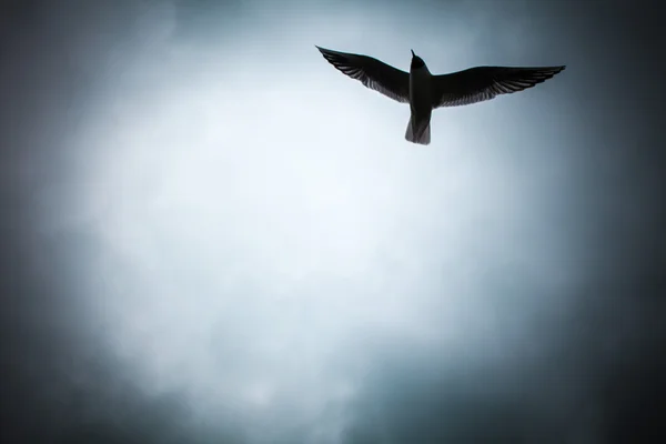 海鸥在空中飞翔 — 图库照片