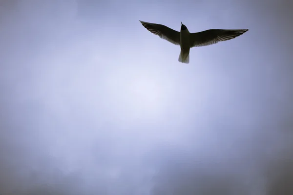Mås som flyger i skyn — Stockfoto