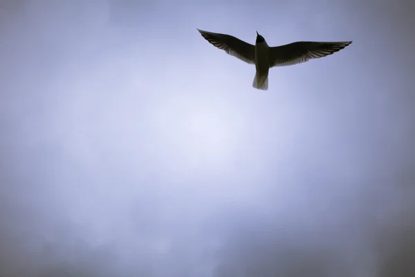 Martı gökyüzünde uçuyor. — Stok fotoğraf